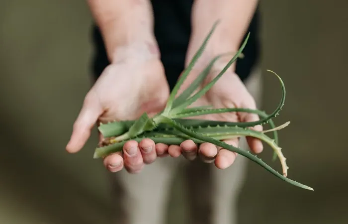 aloe vera para la digestión beneficios y cómo tomarlo